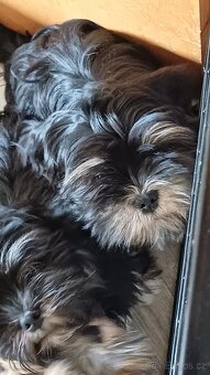 Prodám štěňátka Lhasa Apso (malé společenské plemeno) - 2