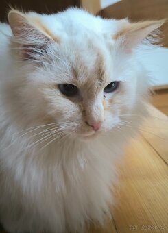 Ragdoll - 2