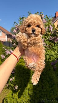 Maltipoo MINI - 2