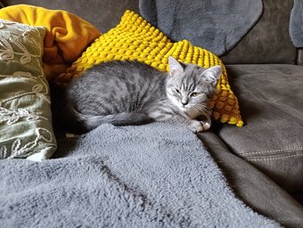 Prodám krásného kocourka Whiskas - 2