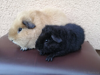 Americký teddy - samci - 2