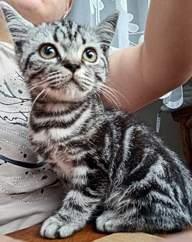 BRITSKÁ KOŤATA WHISKAS BEZ PP - 2