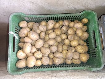 Brambory rané - 2