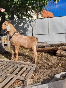 Anglonubijský plemenný kozel ,dotace - 2