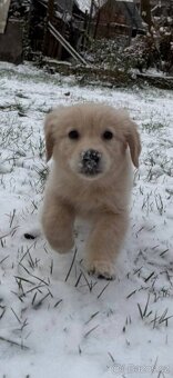 Zlaty retriever fenka - 2