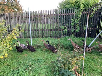 Prodám letošní kachňata Indického běžce - 2