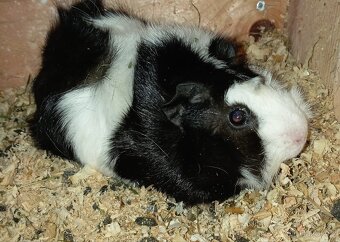 Morče holka rozetka - 2