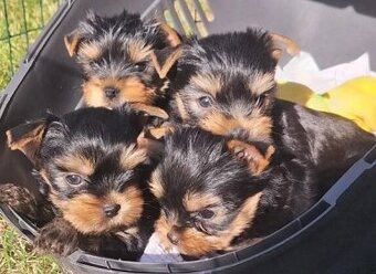 Jorkšírský teriér York yorkšírský terriér - 2