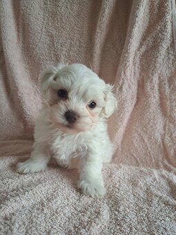 Štěňátka maltézský psík - 2