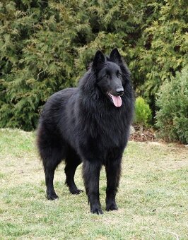 Belgický ovčák GROENENDAEL s PP - 2