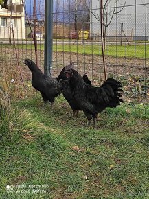 Ayam cemani - 2