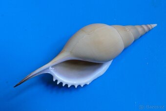 Tibia martini XL - 2