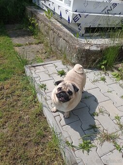Mops zdarma - 2
