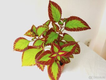 Africké kopřivy - 2