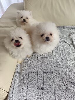 Pomeranian - 2