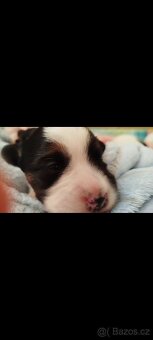 Jack Russell dlouhosrstý štěňátka - 2