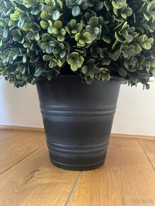 Umělý buxus - 2