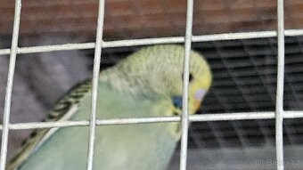 Mláďata - 2