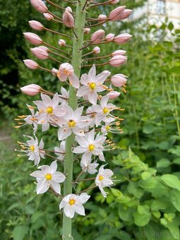 Eremurus robustus - 2