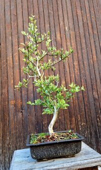 Bonsai, Bonsaj - Hloh 3 - 2