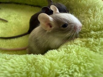 Osmák Degu - 2