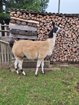 Lama krotká - 2