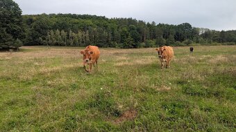 Hledám domov pro březí Jersey krávu a jalovičku - 2