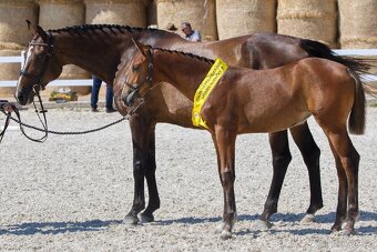 Nabízím letošní klisnu ČT - 2