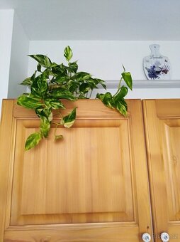 Šplhavnice zlatá -  Epipremnum aureum - 2