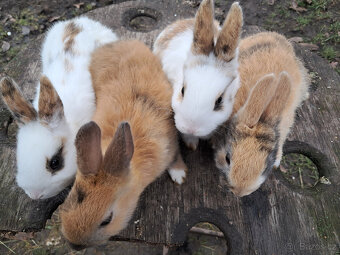 zakrslí králíčci - 2