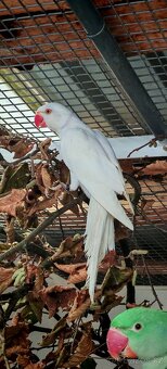 Alexandr malý, velký - 2