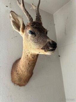 Srnec/srna - preparace, vycpanina - 2