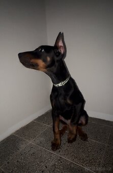 Dobrman - kupírováná fenka - 2