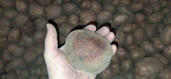 Konzumní brambory - 2