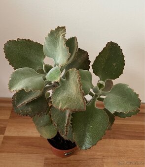 Krásné sukulenty se silnými listy - 2