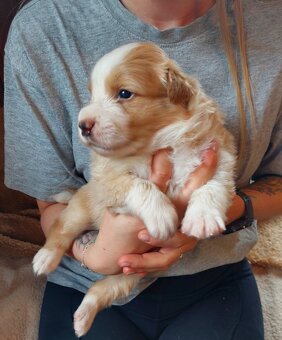 border kolie ee - red - 2