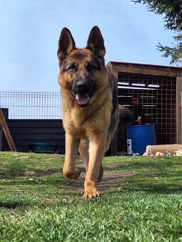 Německý ovčák - 2