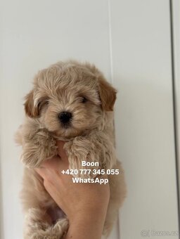 Maltipoo Caramel male Boon ‼️1900€ - 2