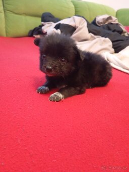 Špic pomeranian - 2