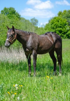 Quarter horse hřebec 2 roky - 2