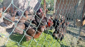 Kuřátka nejen pod kvočnu - 2