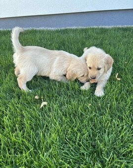 Zlatý retrívr/retriever - 2