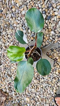Filodendron 'White Knight' - 2