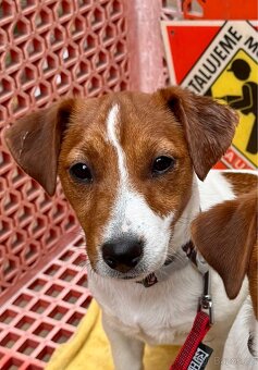 Jack Russell terier - fenka - stene s PP - 2