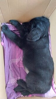 FLAT coated retriever černí krásni kluci - 2