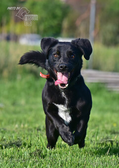 Kříženec Dasty hledá domov - 2