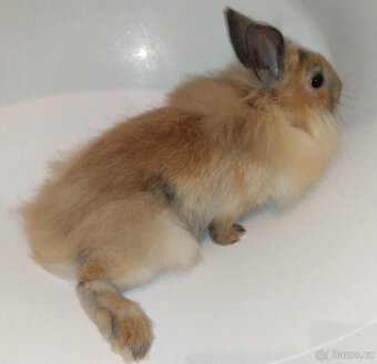 Zakrslý králíček bez PP samička Samatha - 2