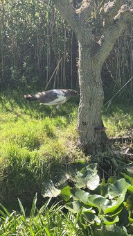 Páv, pavice,pávata - 2