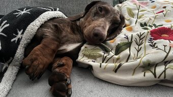 Jezečík ke krytí - 2