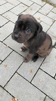 stafordšírský bulteriér - 2